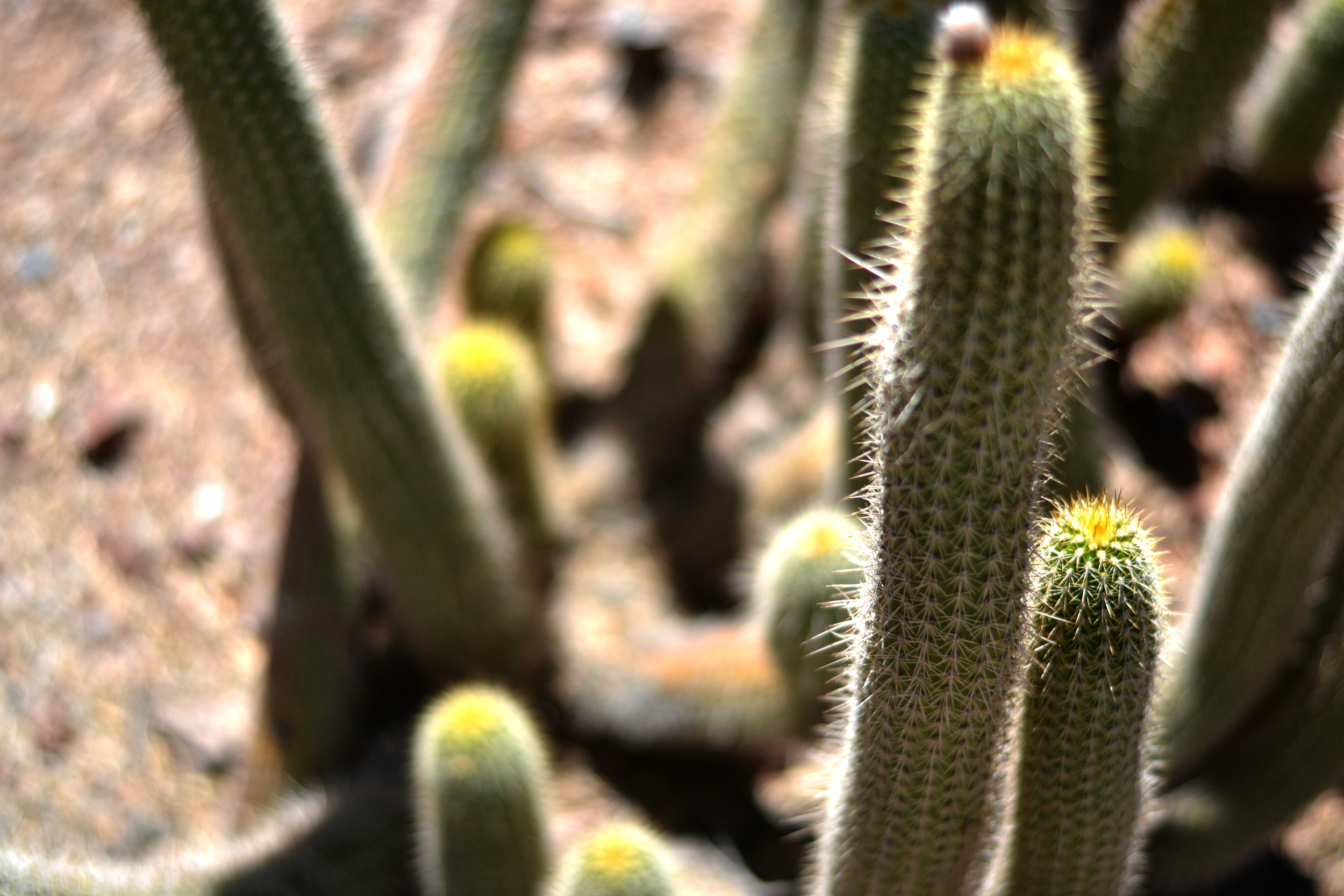 Cactus Snakes at the Desert &nbsp;Botanical Garden - So many different types of cactus!&nbsp;